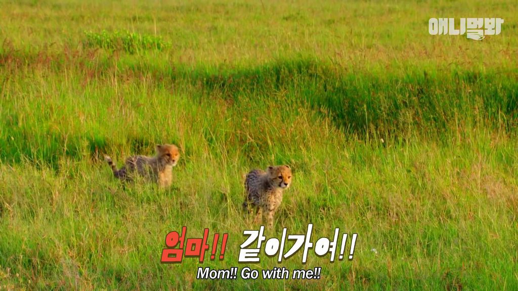 다리를 다친 새끼를 버리고 가야 하는 엄마 치타 .jpgif (눈물주의/) | 인스티즈