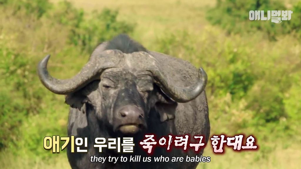 다리를 다친 새끼를 버리고 가야 하는 엄마 치타 .jpgif (눈물주의/) | 인스티즈