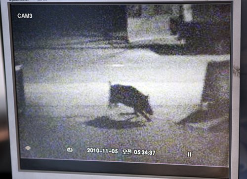 짐승들 실물 보면 놀랄 수 밖에 없는 이유.jpg | 인스티즈