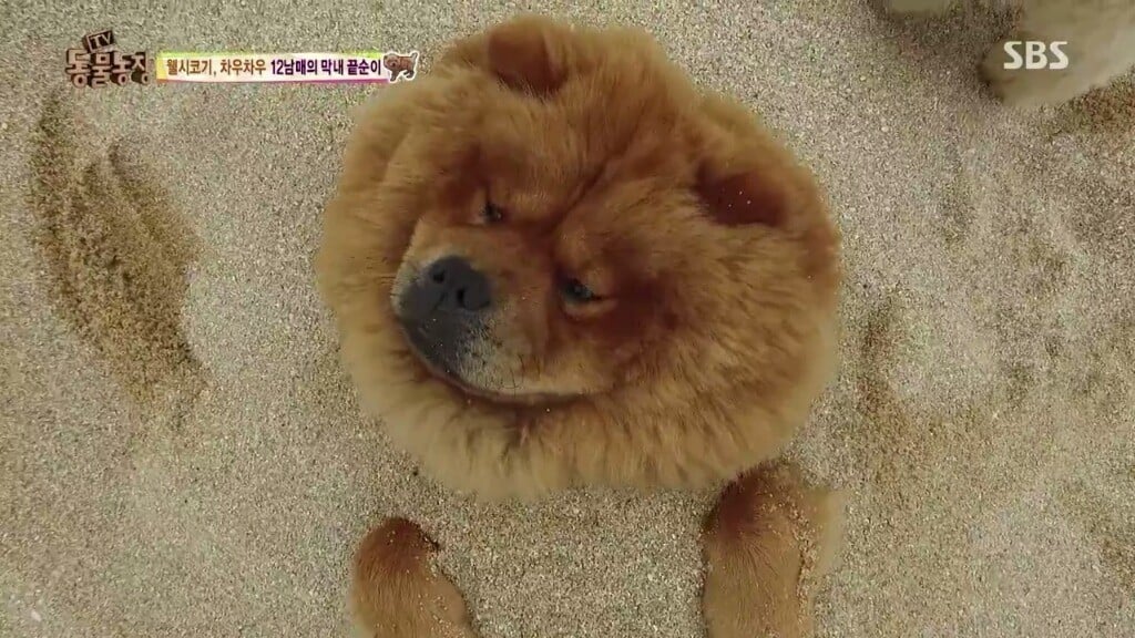 오늘자 동물농장 차우차우 가족의 모래찜질ㅋㅋㅋㅋㅋㅋ | 인스티즈
