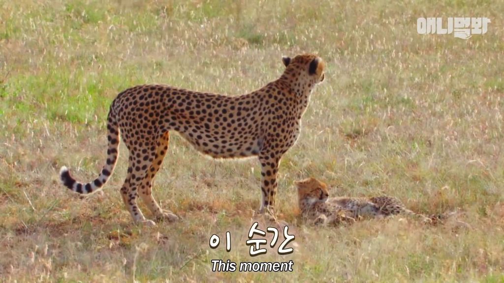 다리를 다친 새끼를 버리고 가야 하는 엄마 치타 .jpgif (눈물주의/) | 인스티즈