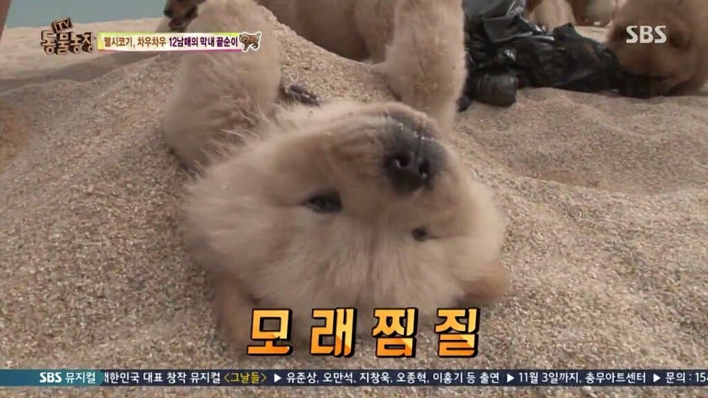 오늘자 동물농장 차우차우 가족의 모래찜질ㅋㅋㅋㅋㅋㅋ | 인스티즈
