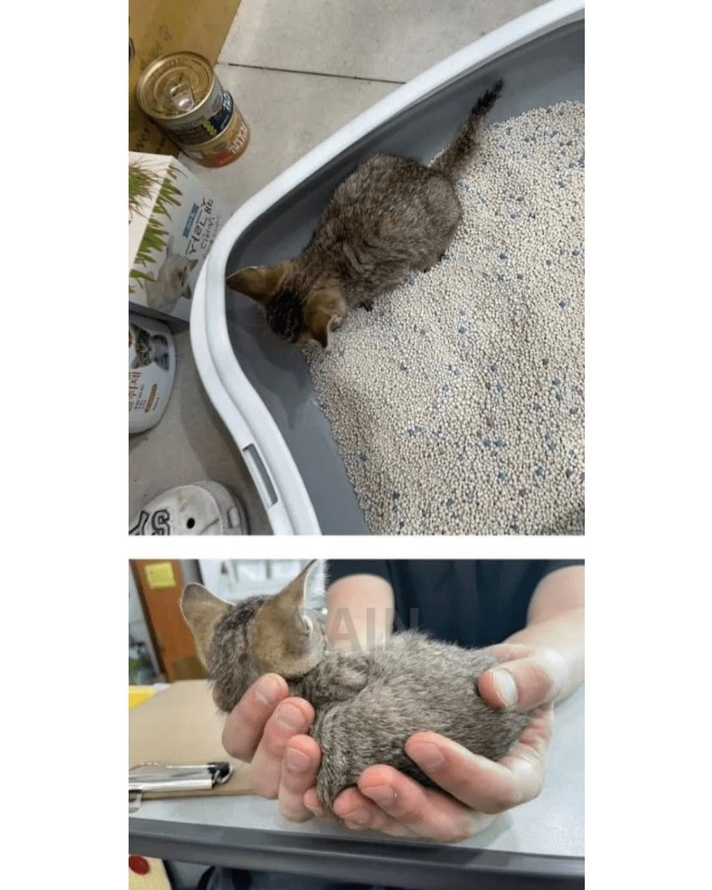 얼떨결에 회사강제입사한 고양이 | 인스티즈