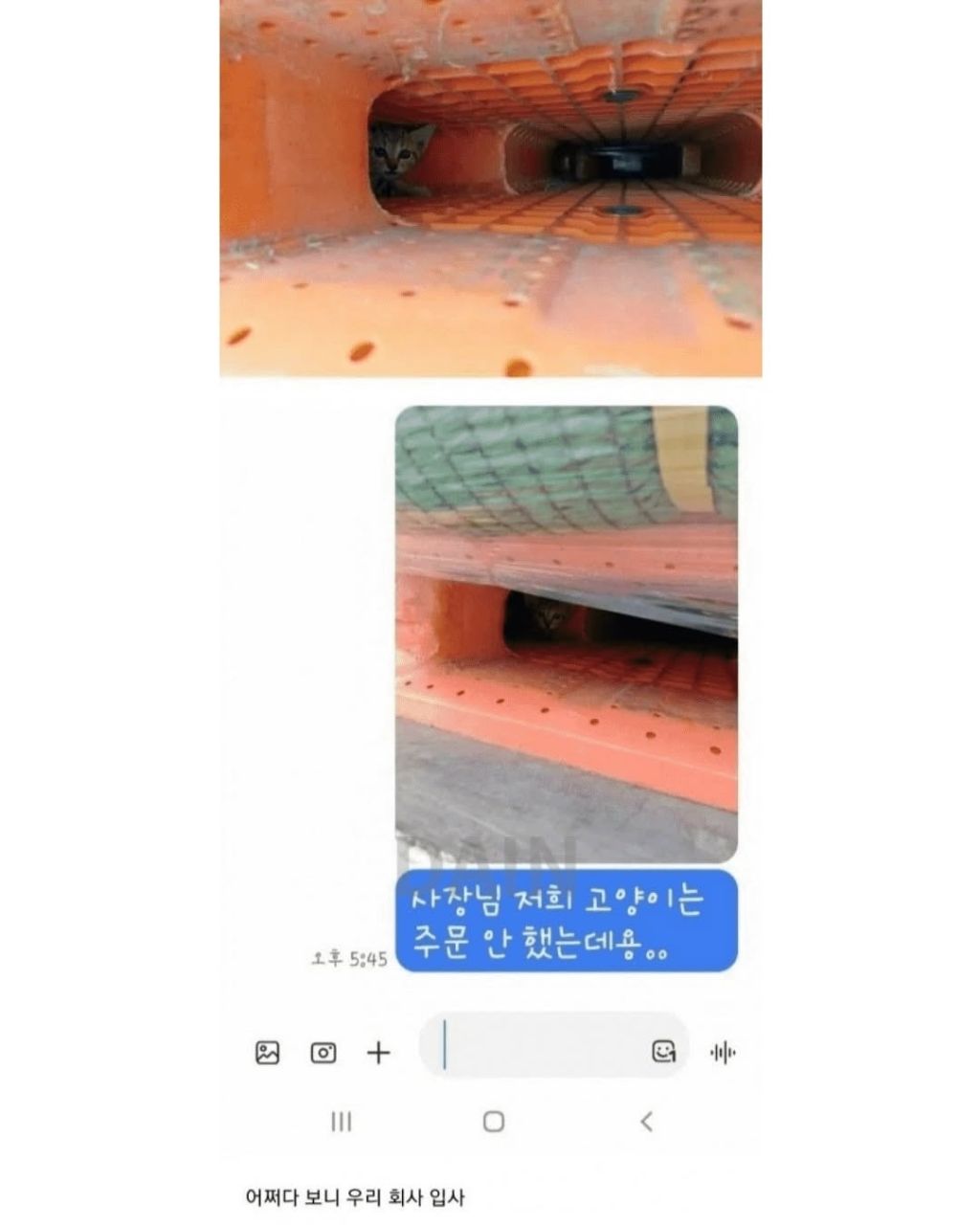 얼떨결에 회사강제입사한 고양이 | 인스티즈