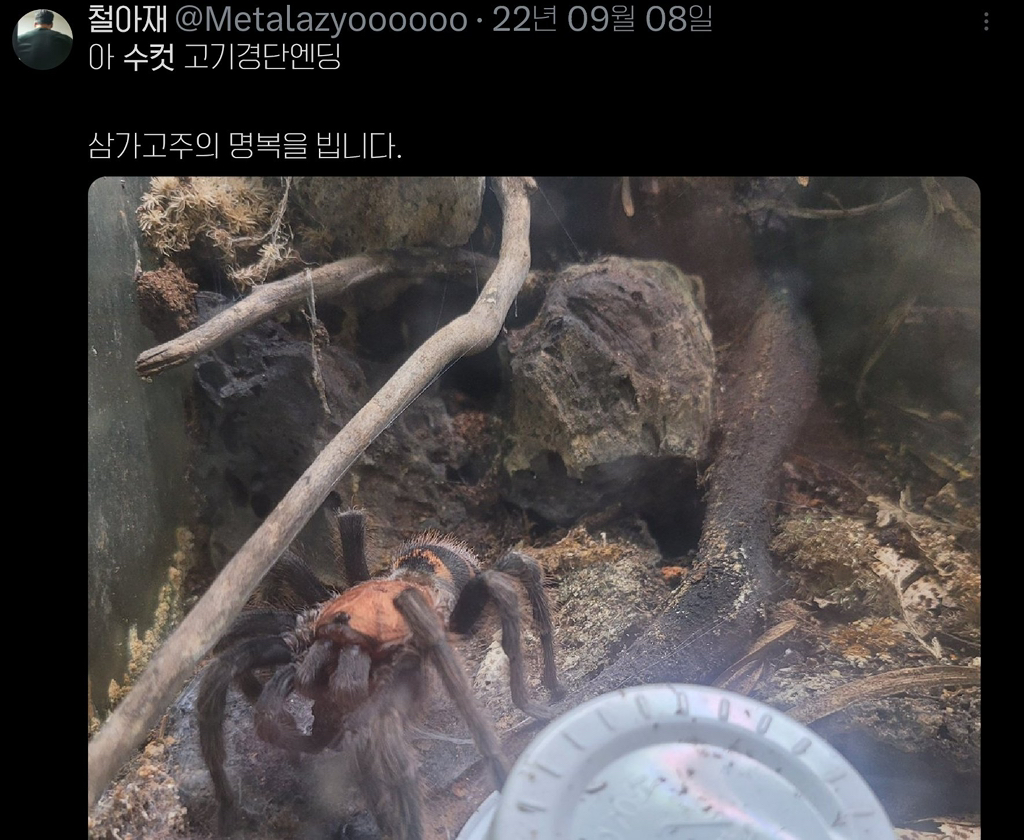 타란튤라를 키우면 자주하게 되는 이상한 말 | 인스티즈