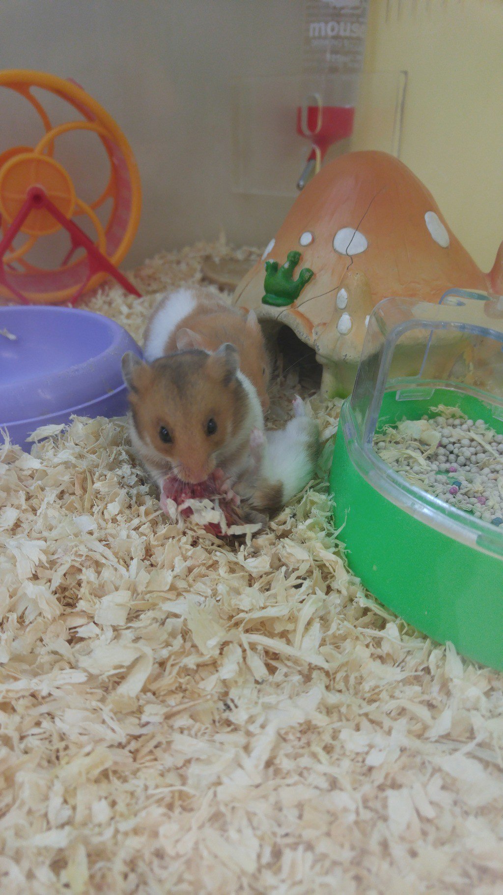 홈플러스 애완동물코너 햄스터들끼리 잡아먹음 (혐오주의) | 인스티즈