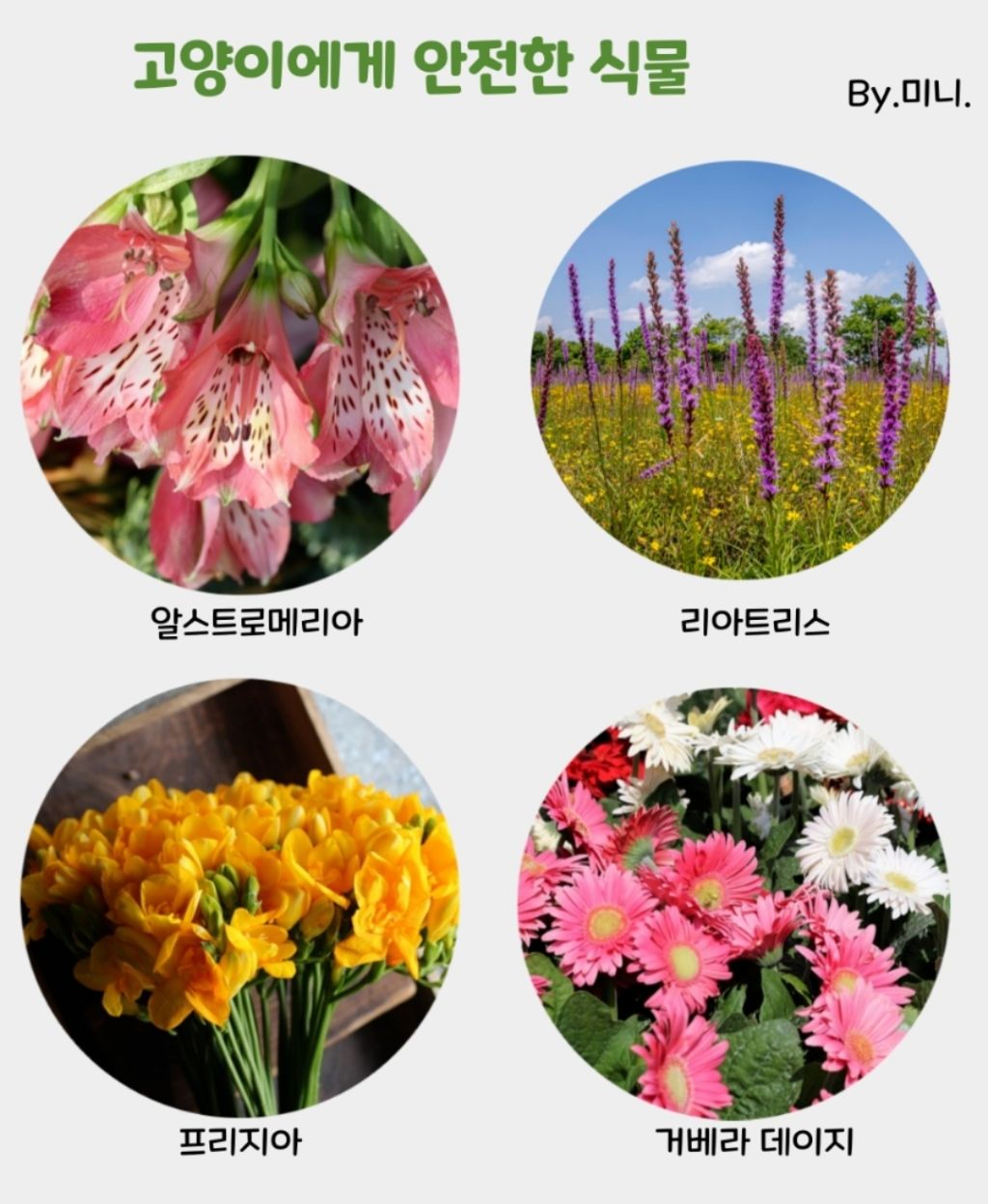 고양이에게 위험한 꽃 7가지 | 인스티즈