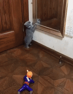 궁지에 몰린 아기냥이.gif | 인스티즈