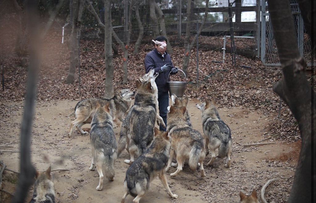 대전 오월드 늑대들 평소 모습 | 인스티즈
