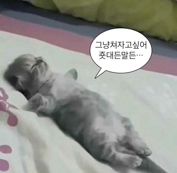 INTP 인간의 짤털 | 인스티즈