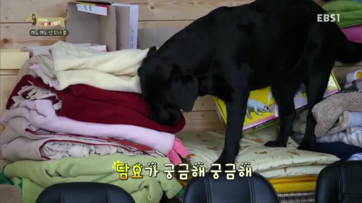[세나개] 강형욱 훈련사의 팬인 봄이의 보호자들.jpg | 인스티즈