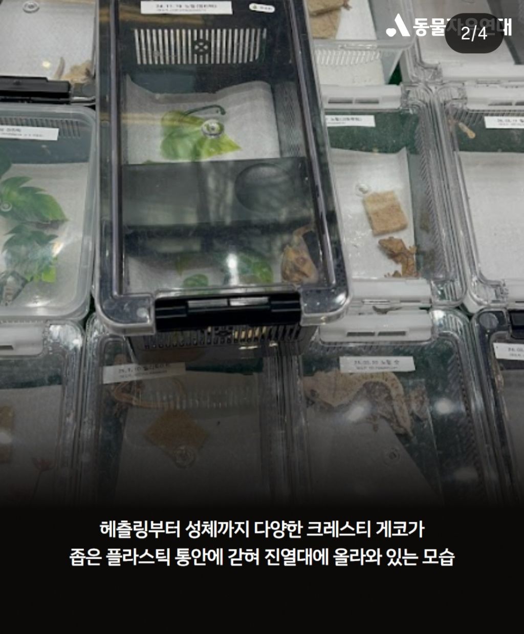 키우기 쉽다고? 얘 하나 주세요./파충류 소비도 하지말자 | 인스티즈