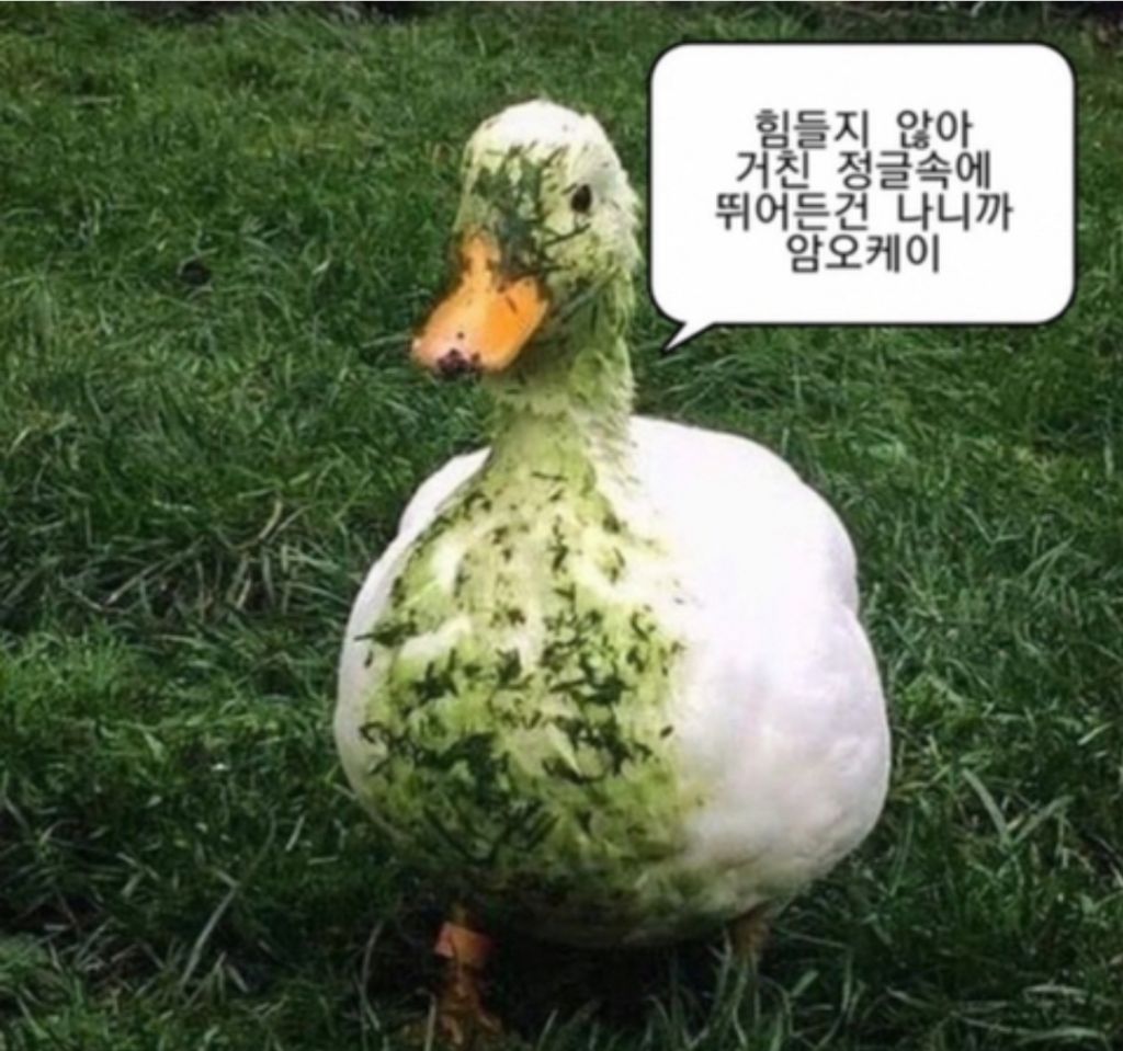 INTP 인간의 짤털 | 인스티즈