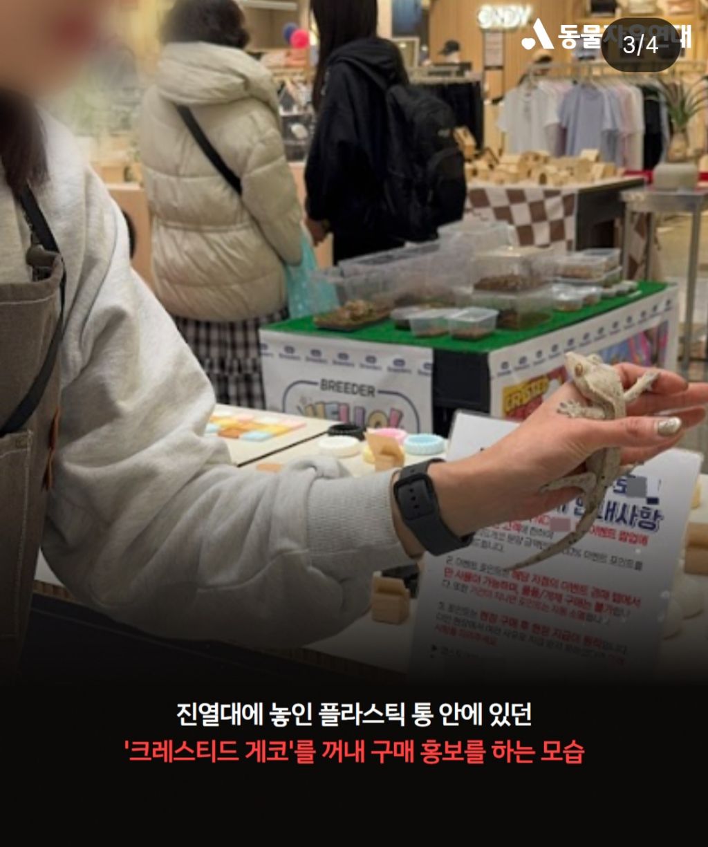 키우기 쉽다고? 얘 하나 주세요./파충류 소비도 하지말자 | 인스티즈