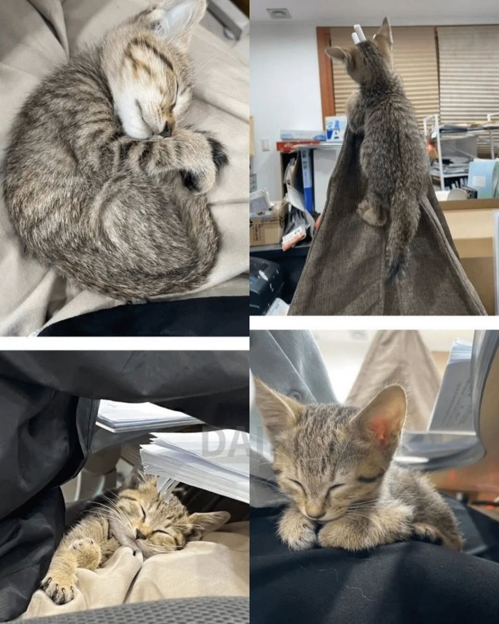 얼떨결에 회사강제입사한 고양이 | 인스티즈