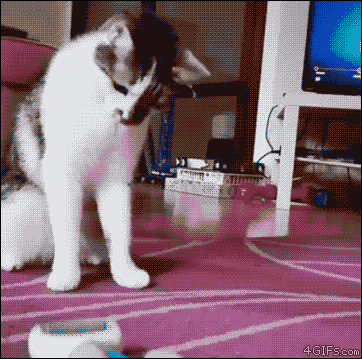 존나 도도한데 바보미는 오지게 뿜어대는 동물.gif | 인스티즈