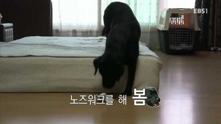 [세나개] 강형욱 훈련사의 팬인 봄이의 보호자들.jpg | 인스티즈