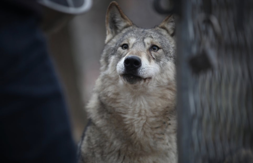 대전 오월드 늑대들 평소 모습 | 인스티즈