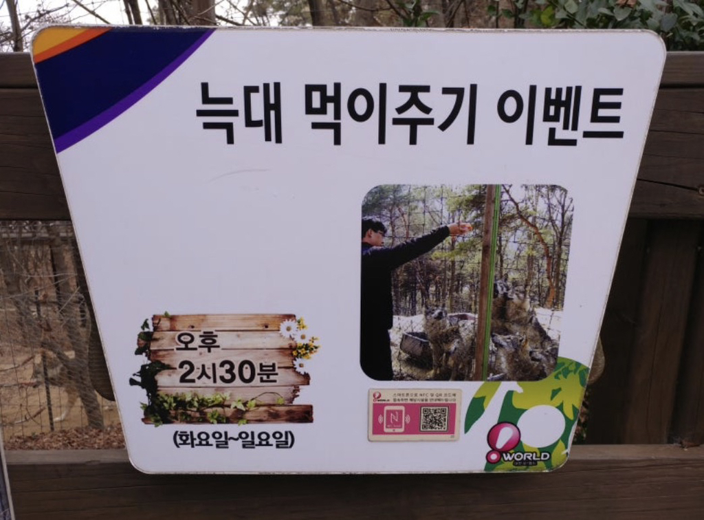 대전 오월드 늑대들 평소 모습 | 인스티즈