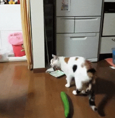 존나 도도한데 바보미는 오지게 뿜어대는 동물.gif | 인스티즈
