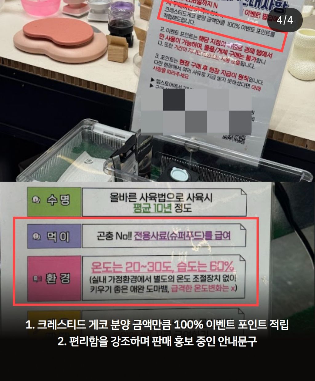 키우기 쉽다고? 얘 하나 주세요./파충류 소비도 하지말자 | 인스티즈