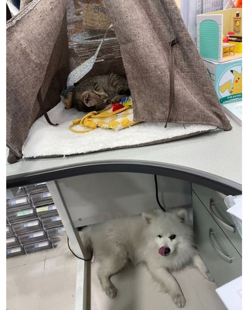 얼떨결에 회사강제입사한 고양이 | 인스티즈