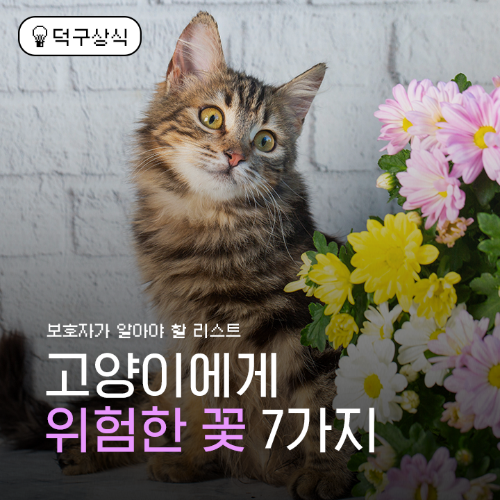 고양이에게 위험한 꽃 7가지 | 인스티즈