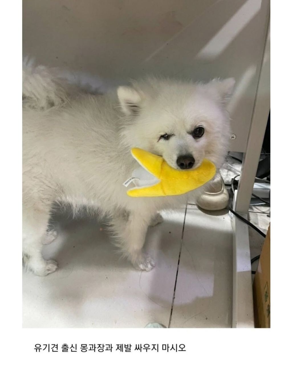얼떨결에 회사강제입사한 고양이 | 인스티즈