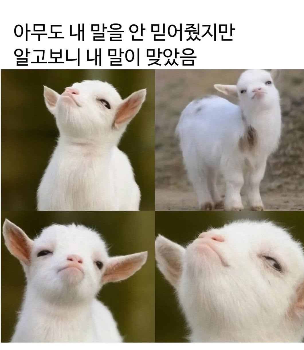 INTP 인간의 짤털 | 인스티즈