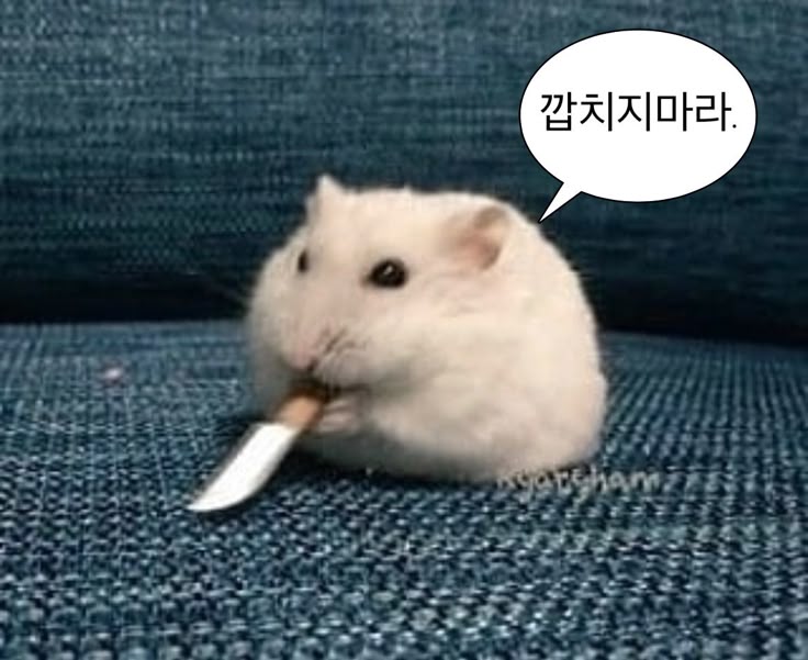 INTP 인간의 짤털 | 인스티즈