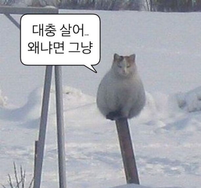 INTP 인간의 짤털 | 인스티즈