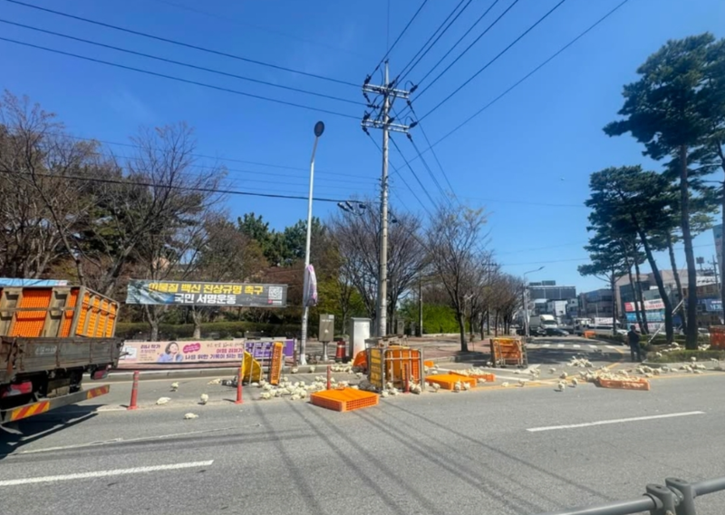 도심 도로에 '닭 100마리' 우르르…1시간 교통 통제 | 인스티즈