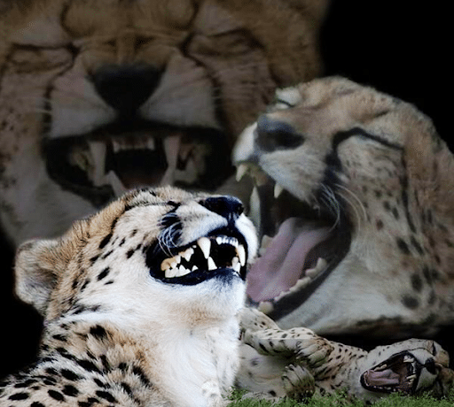 대구에 있었던 일제 신사 | 인스티즈