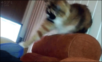 존나 도도한데 바보미는 오지게 뿜어대는 동물.gif | 인스티즈