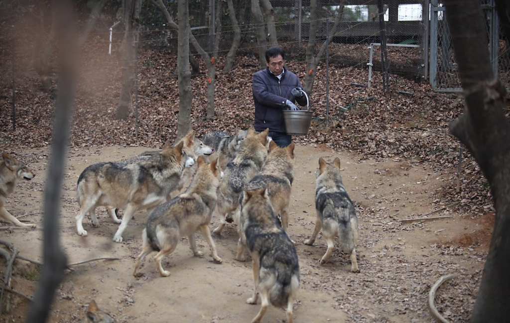 대전 오월드 늑대들 평소 모습 | 인스티즈
