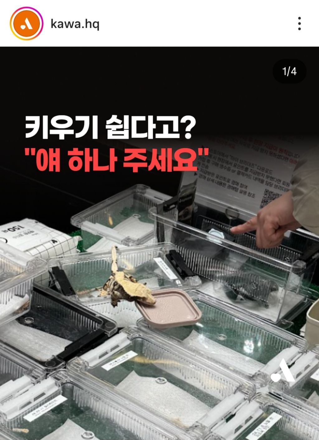 키우기 쉽다고? 얘 하나 주세요./파충류 소비도 하지말자 | 인스티즈