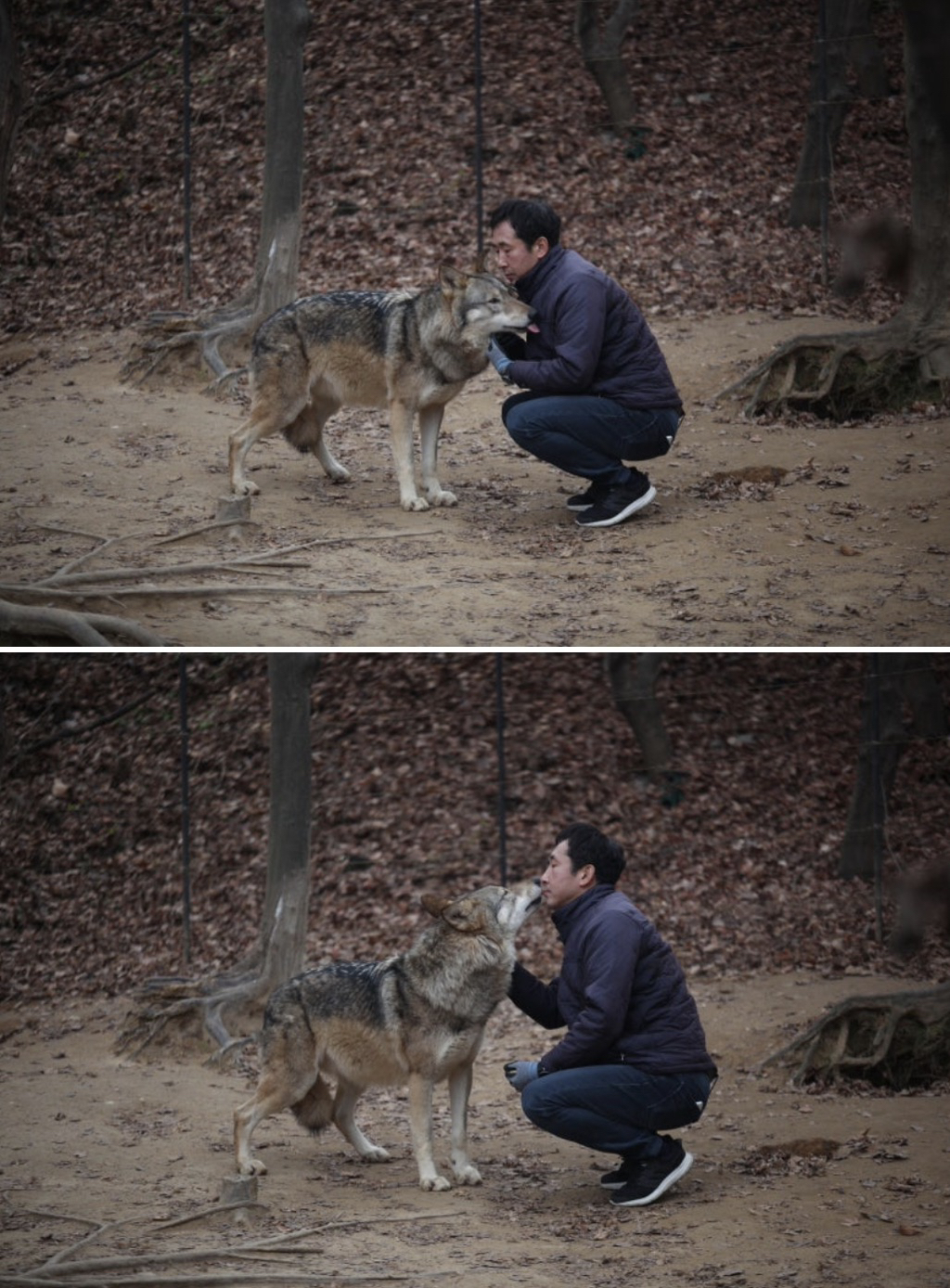 대전 오월드 늑대들 평소 모습 | 인스티즈