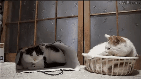 고양이식 인사법.gif | 인스티즈