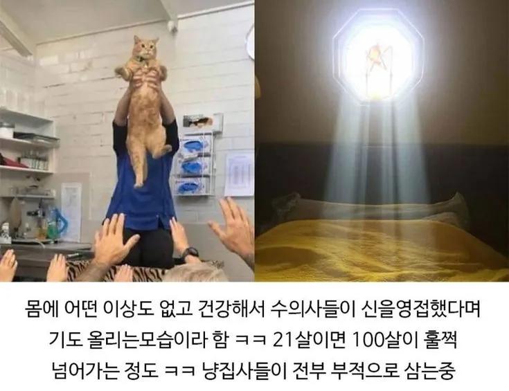 수의사들이 신이라고 한 건강한 21살 고양이 | 인스티즈