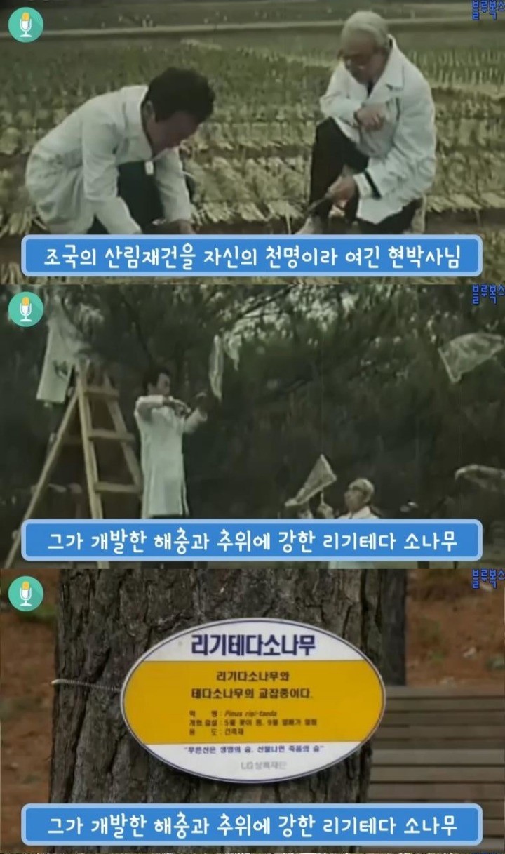 대한민국 산림에 나무가 있는 이유 | 인스티즈