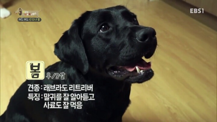 [세나개] 강형욱 훈련사의 팬인 봄이의 보호자들.jpg | 인스티즈