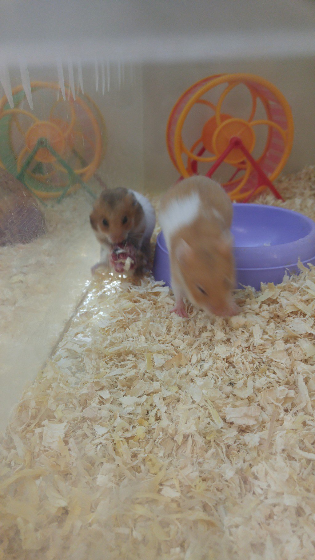 홈플러스 애완동물코너 햄스터들끼리 잡아먹음 (혐오주의) | 인스티즈