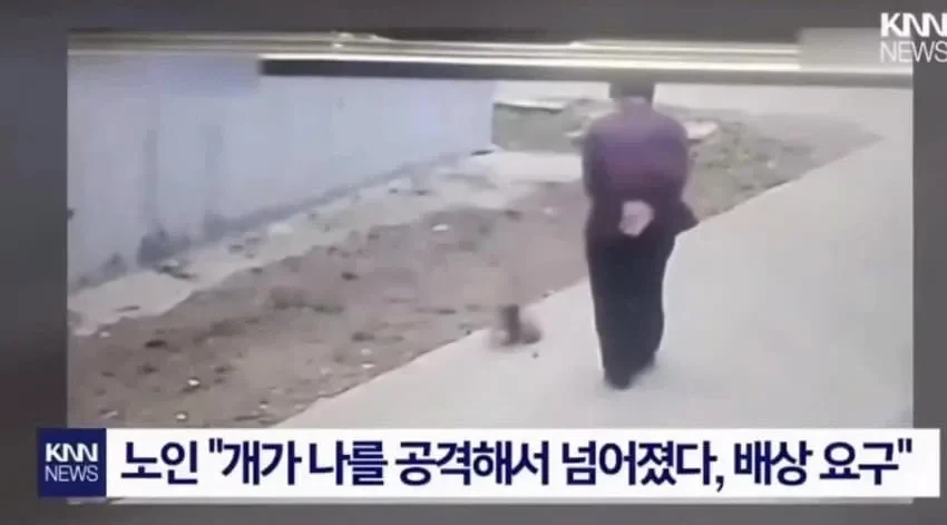 개가 공격해 넘어졌으니 배상하라는 노인.gif | 인스티즈