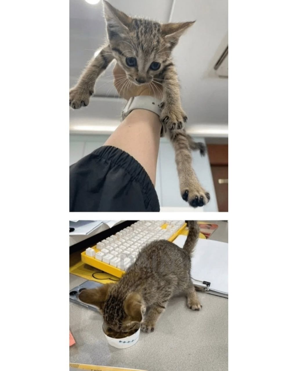 얼떨결에 회사강제입사한 고양이 | 인스티즈