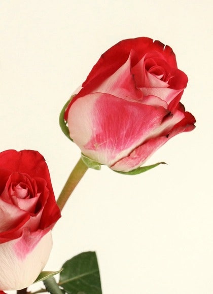 고양이에게 위험한 꽃 7가지 | 인스티즈