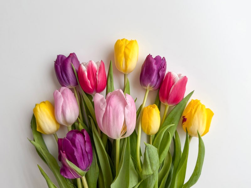 고양이에게 위험한 꽃 7가지 | 인스티즈