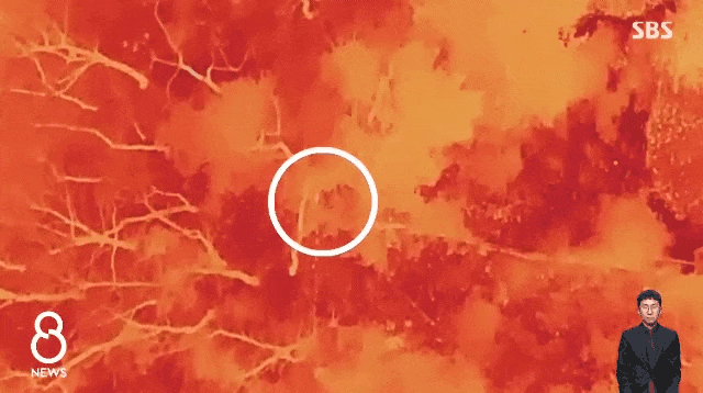 열화상 카메라에 잡힌 동물원 탈출 늑대 배터리 교체로 놓침 | 인스티즈