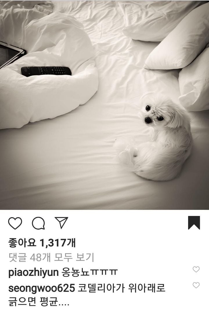 수학 1타강사 정승제 선생님 반려견 코델리아 | 인스티즈