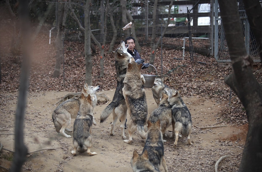 대전 오월드 늑대들 평소 모습 | 인스티즈