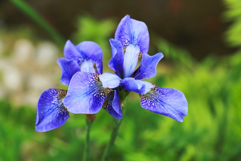 고양이에게 위험한 꽃 7가지 | 인스티즈